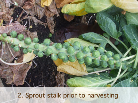 Mossborough Spouts