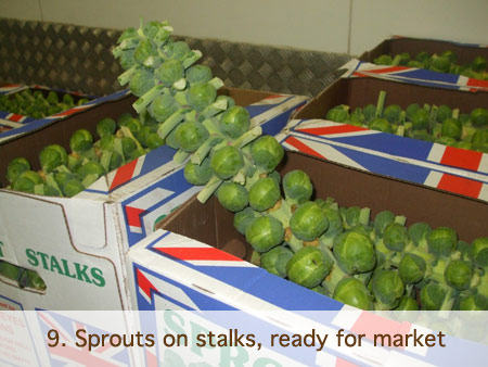 Mossborough Spouts